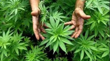 Por orden judicial devuelven plantas de cannabis secuestradas a un paciente oncológico de Junín