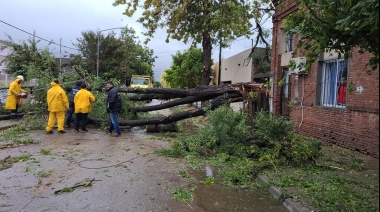 La falta de poda: el temporal de ayer siguió derrumbando árboles