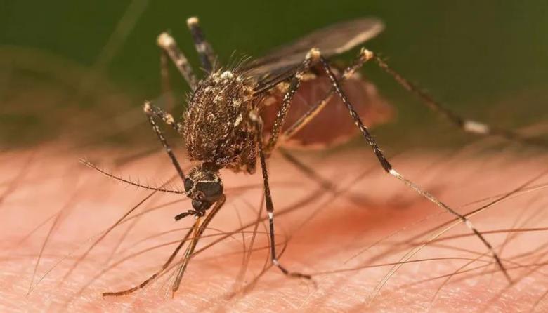 Siguen aumentado los casos de chikungunya en la región