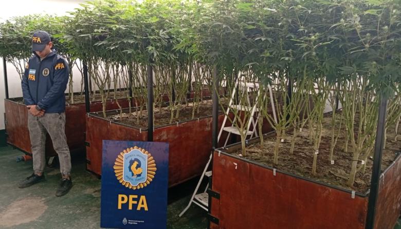 Desmantelaron un sofisticado vivero de marihuana frente al shopping de Avellaneda