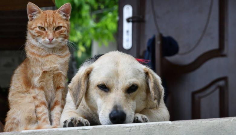 Lincoln sale a contar cuántos perros y gatos hay en el distrito