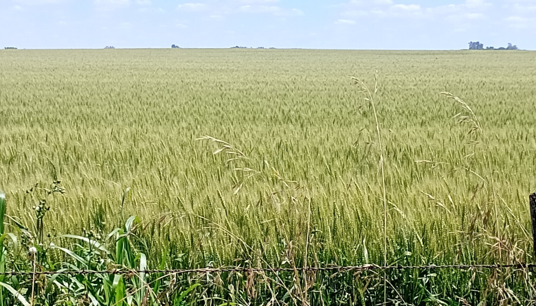 El trigo y la política: cosechar entre el clima y el dólar
