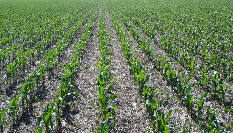 Lluvias erráticas sostienen rindes del maíz temprano en la región núcleo