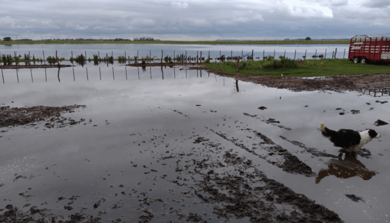 Los pesares de la zona