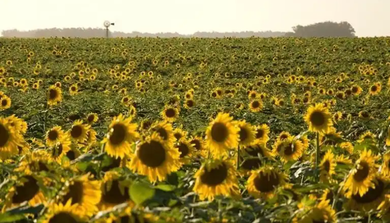 Carlos Casares tiene todo listo para disfrutar una nueva edición de la Fiesta del Girasol