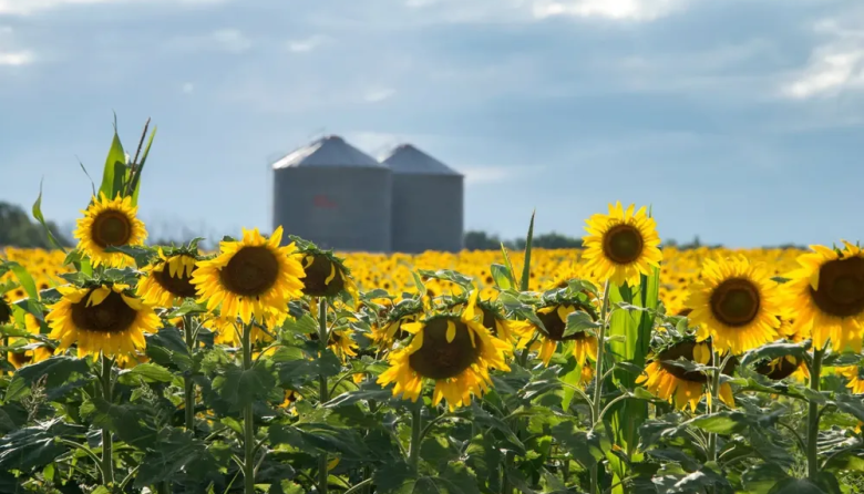 El girasol, el cultivo estrella: las exportaciones crecieron el 46,8% en 2025