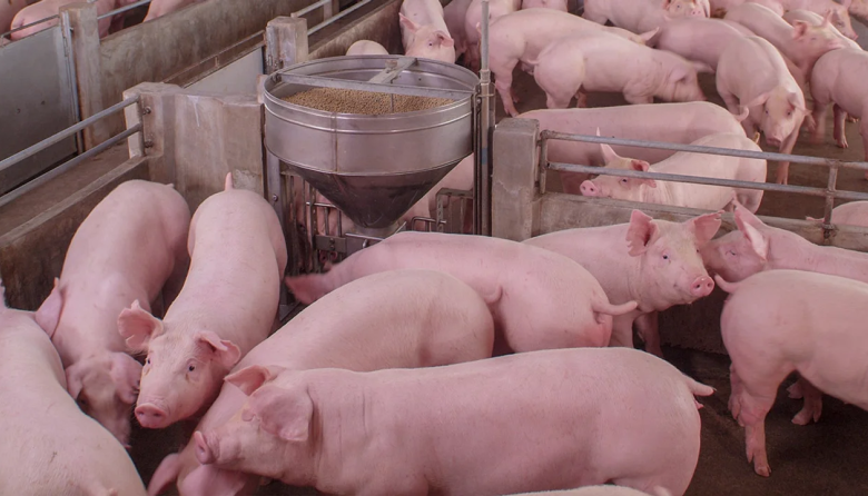 El sector porcino crece como sustituto de la carne vacuna y cerró el 2025 con récord de faena y consumo