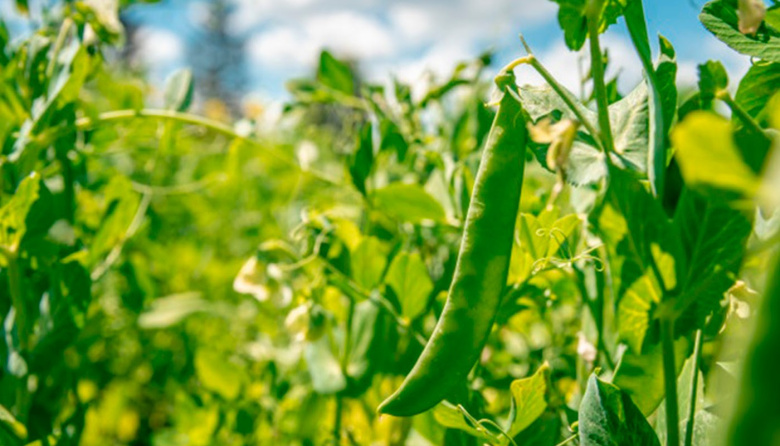 ¿Será la hora de las legumbres?