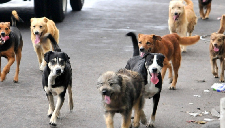 Perros con chip: Una experiencia que Junín podría mirar de cerca