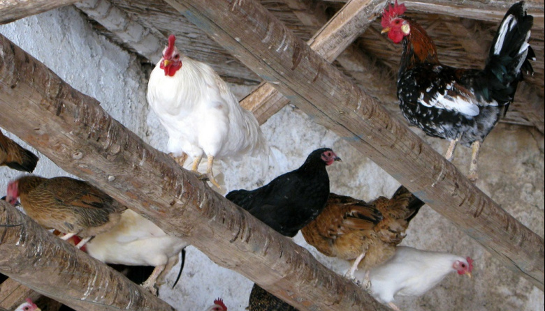 Los del palo de arriba