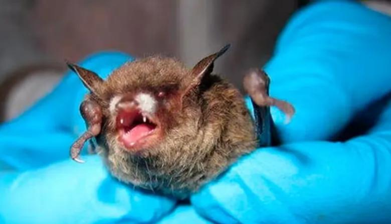 Alerta en Morón por un caso de rabia en un murciélago