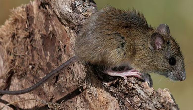 Hantavirus: crece la preocupación y se refuerza la investigación científica