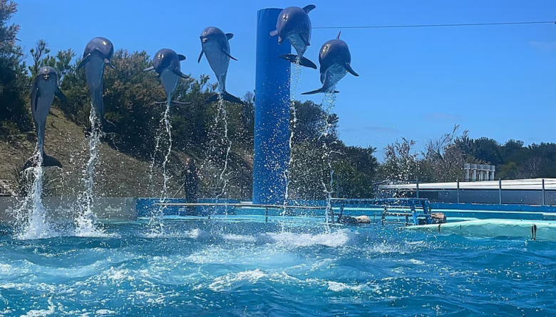 Quebró el Aquarium de Mar del Plata y crece la polémica por el destino de 66 animales