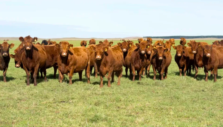 El stock ganadero no frena su caída: el rodeo nacional perdió 700.000 cabezas durante 2025