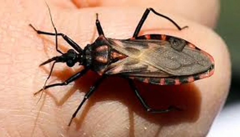 Fortalecen la Vigilancia Intensificada de Chagas congénito