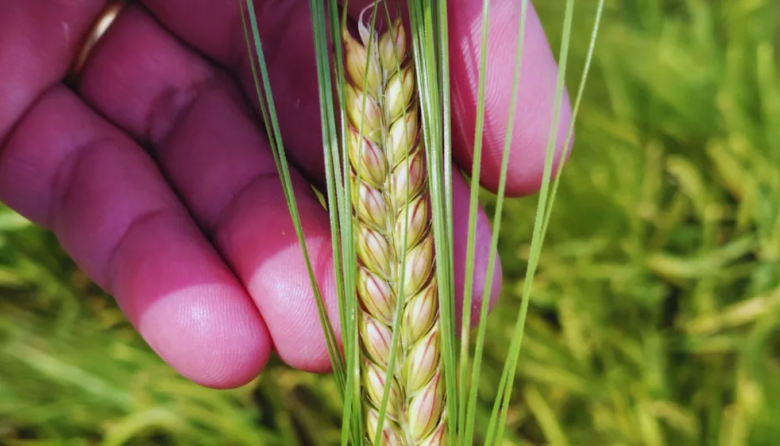 El INTA presentó "Beatriz", una nueva cebada cervecera con mayor rendimiento y mejor tolerancia al frío