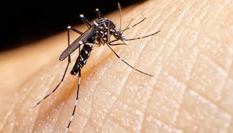 Chikungunya: 28 nuevos en la provincia de Buenos Aires encendieron las alarmas