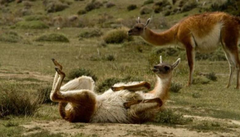 Respira el burro! ¿Sale asadito de guanaco?