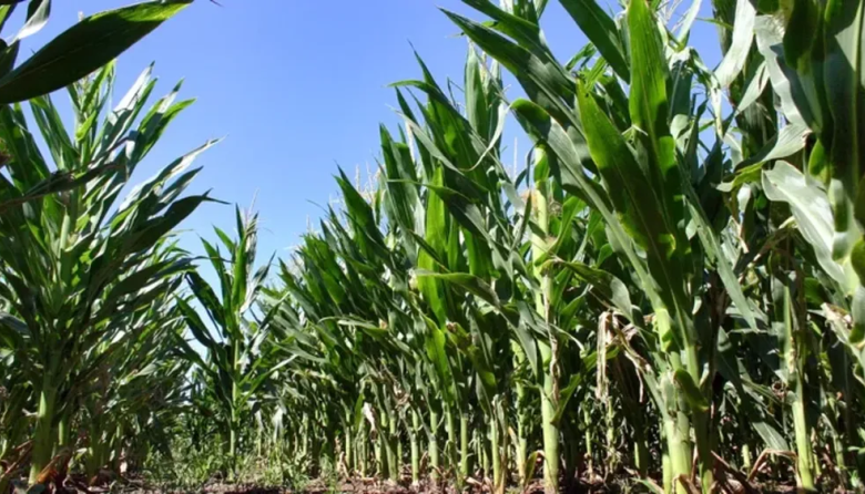 Desde 2027 también bajarán las retenciones al maíz, el girasol y el sorgo