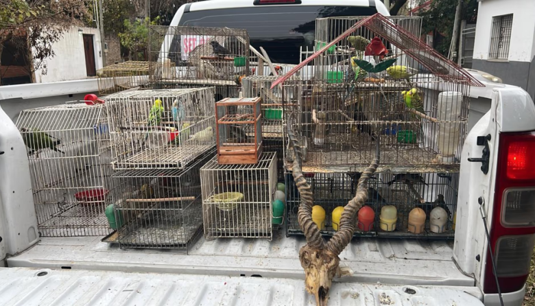 Vendían fauna silvestre por redes sociales a todo el país: Fueron capturados