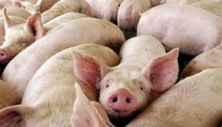 Confirmaron un caso de triquinosis y alertan sobre el consumo de cerdo sin control sanitario
