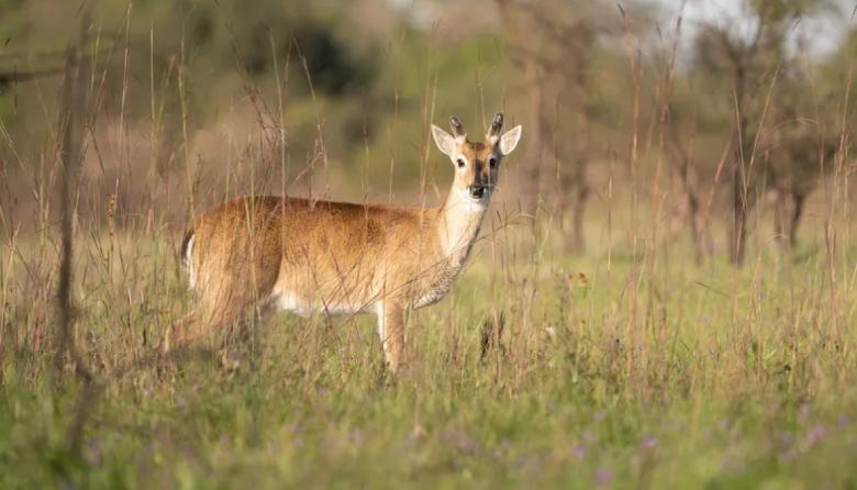 Autorizan la caza controlada de jabalíes para proteger al venado de las pampas
