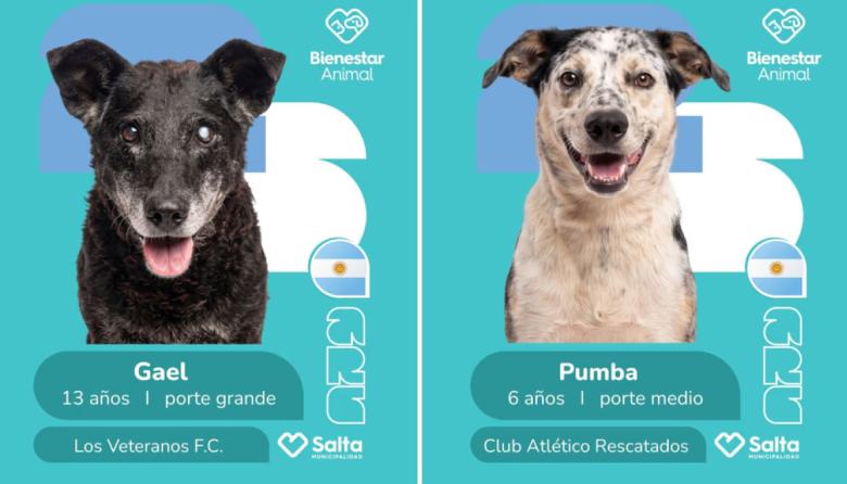 Una campaña mundialista para la adopción de perros es furor en Salta