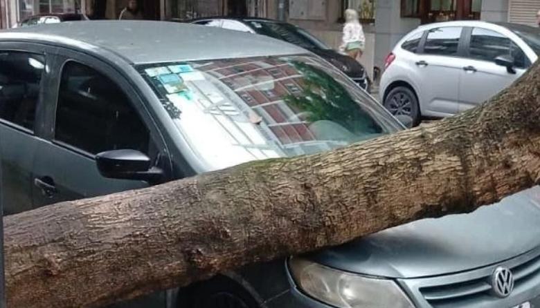 Un árbol cayó sobre su auto, el seguro se negó a pagar y la Justicia le dio la razón a la compañía