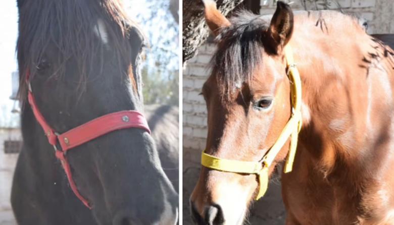 Fallo histórico en derecho animal: Reconocen a dos yeguas como seres sintientes