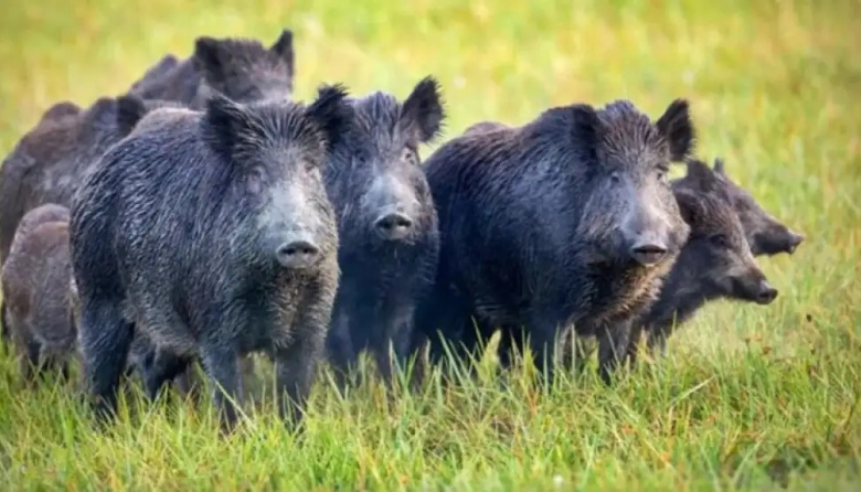 La culpa no es del chancho sino del jabalí