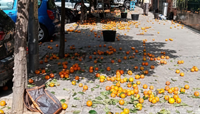 Atento el naranjal de la 9 de Julio: Buscan “bolillitas” de naranja amarga en San Pedro para enviar a Vietnam