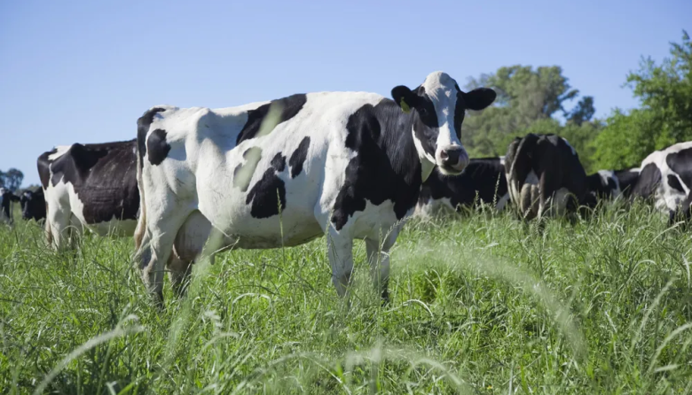 La producción de leche crece, pero cada vez hay menos tambos