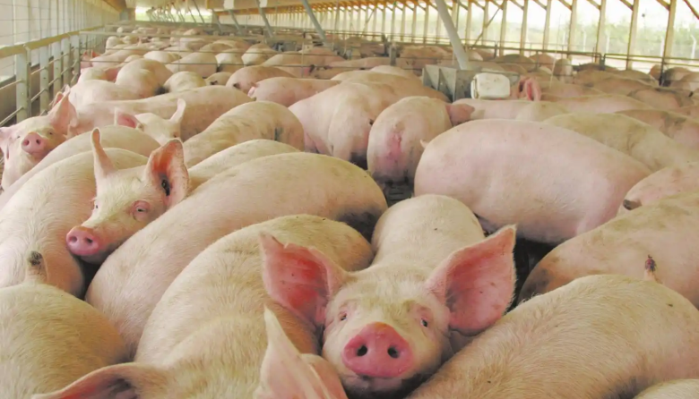 Brote de triquinosis en Madariaga: Hay unos 100 afectados y 2 siguen internados
