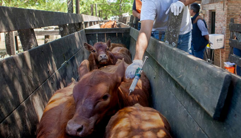 La segunda campaña de vacunación contra la fiebre aftosa ahorrará millones