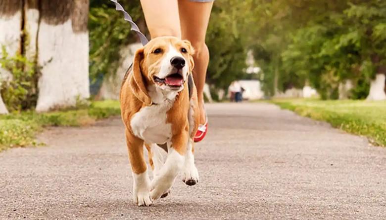 Senador propuso dar licencia a estatales bonaerenses por la muerte de sus mascotas