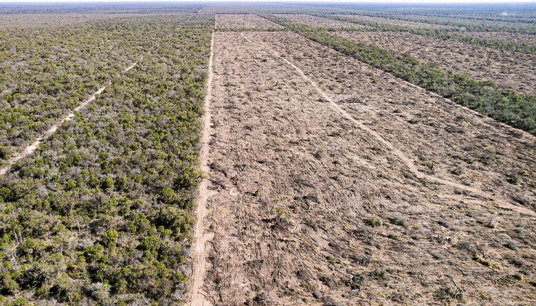 En el primer semestre se desmontaron 40 mil hectáreas en el norte argentino