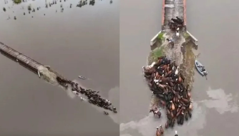 Productores ganaderos intentan salvar a sus animales en medio de las inundaciones