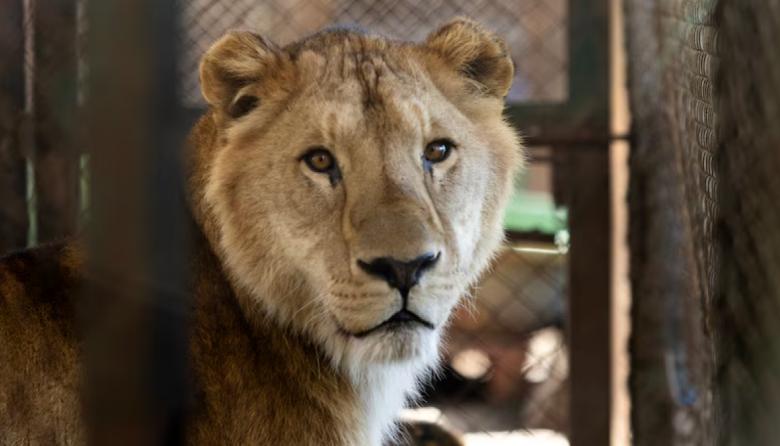 Los tigres de Luján vuelan a Sudáfrica: Escalas y 4 horas por tierra hasta su nueva vida