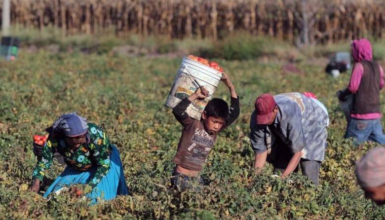 Trata de personas en el campo: detectaron 750 trabajadores en situación de explotación