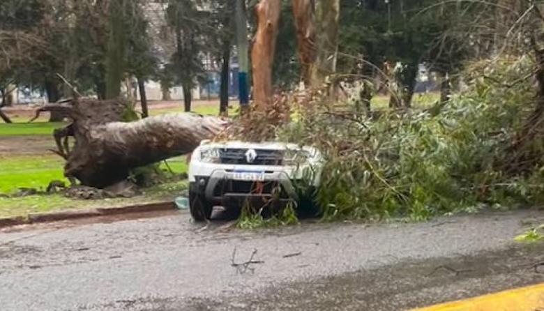 Un eucaliptus cayó sobre un auto en el Bosque de La Plata durante el temporal