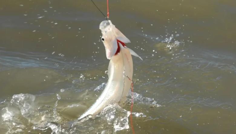 Pejerrey: comienza la veda de la pesca deportiva en la provincia de Buenos Aires