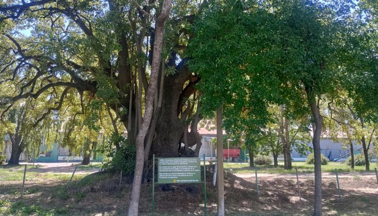 El ombú como patrimonio histórico invisibilizado
