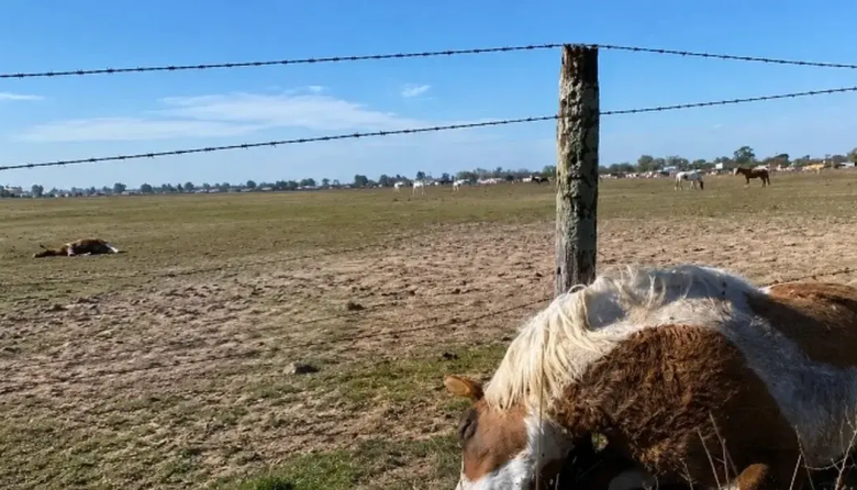 Tragedia en Ameghino: seis caballos murieron tras ingerir 'semillas curadas' para cerdos