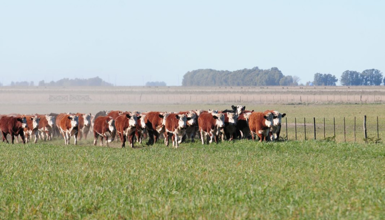 Tras 20 años de gestiones, Japón abre su mercado a la carne vacuna de todo el país