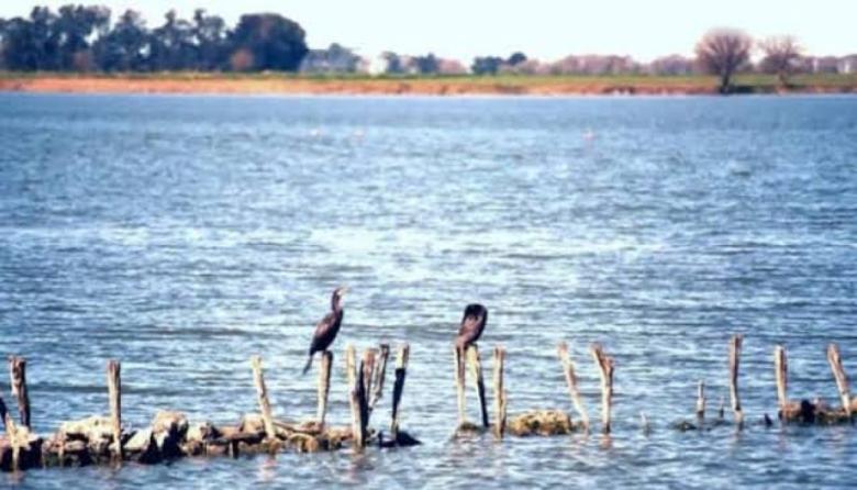 Aportan 300 plantas nativas para restaurar la laguna El Carpincho en Junín
