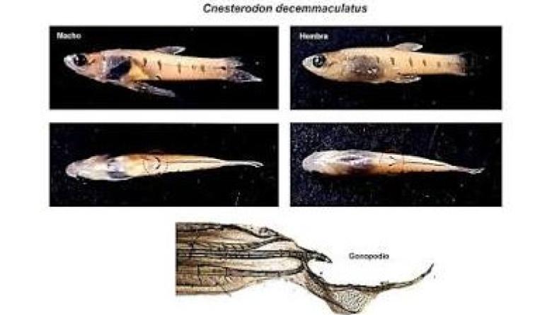 Las lagunas de Junín tendrían una nueva especie ictícola