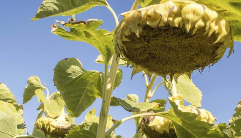 El girasol recupera terreno en Junín: INTA y AIAJ logran máximos rindes en Morse
