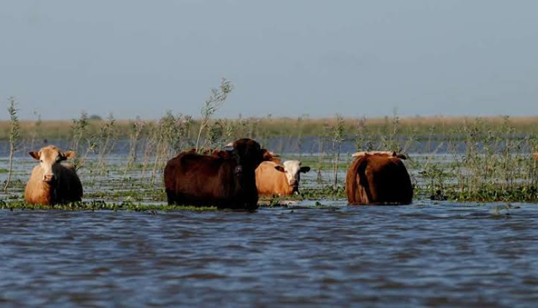 Buscan sacar miles de cabezas de ganado de las islas ante posibles inundaciones