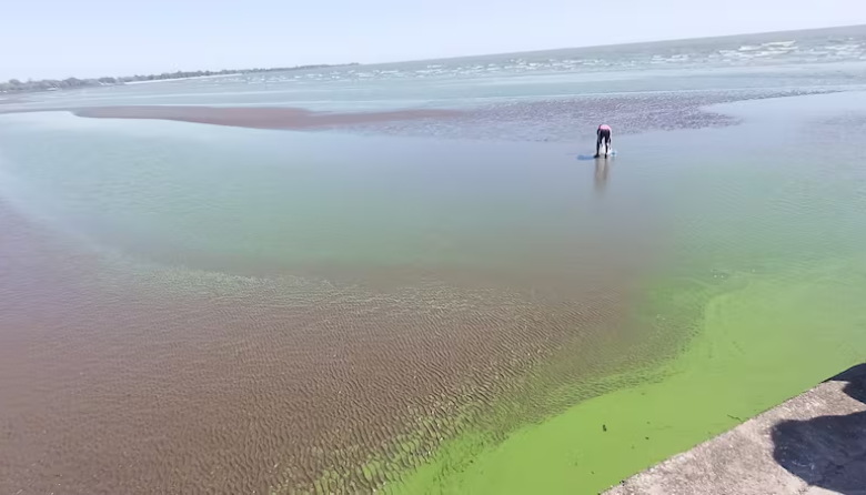 Estudian el impacto de El Niño en las cianobacterias de las lagunas bonaerenses