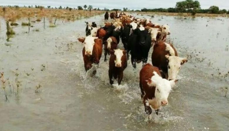 Productores de San Nicolás, Ramallo y San Pedro trasladan ganado hacia zonas más altas